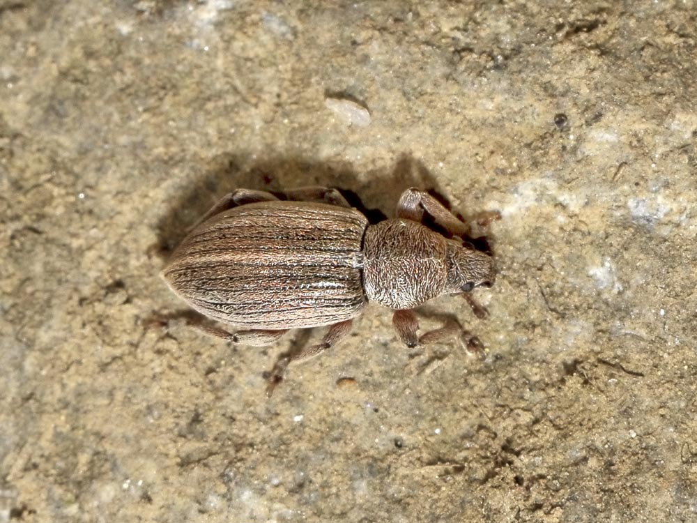 Polydrusus marginatus - Curculionidae